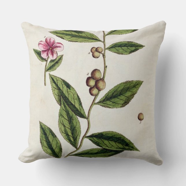 Coussin Le thé vert, plaquent 351 "d'un de fines herbes (Recto)