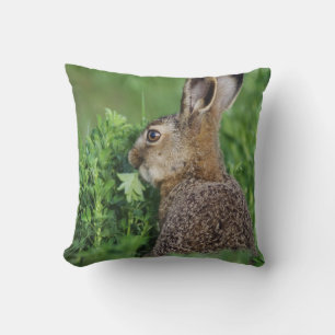 Coussin Lièvre brun, Lepus europaeus, jeune mangeant,