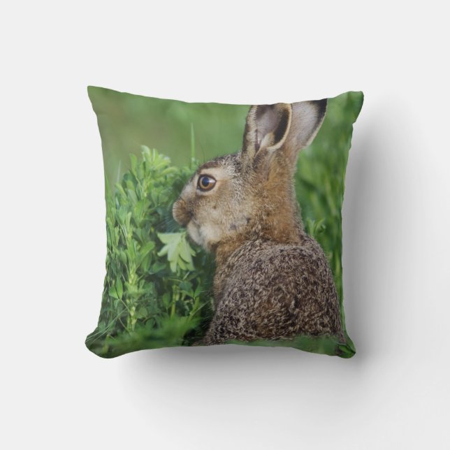 Coussin Lièvre brun, Lepus europaeus, jeune mangeant, (Recto)