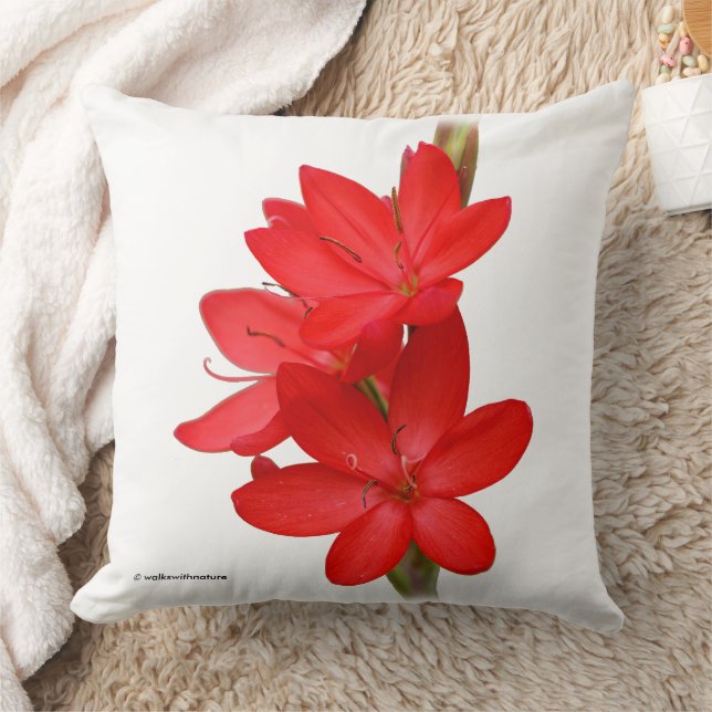 Coussin Lily de Kaffir / Lys de rivière / Hesperantha Cocc (Couverture)