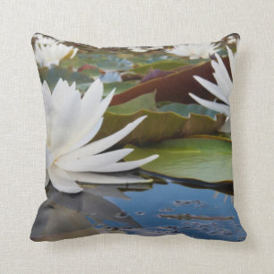Coussin Lily D'Eau Parfumée (Nymphaea Odorata) Sur Caddo