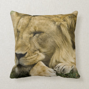Coussin Lion d'Afrique, Lion panthère, endormi