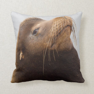 Coussin Lion de mer de Californie