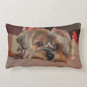 Coussin lombaire de chiot de Yorkshire Terrier