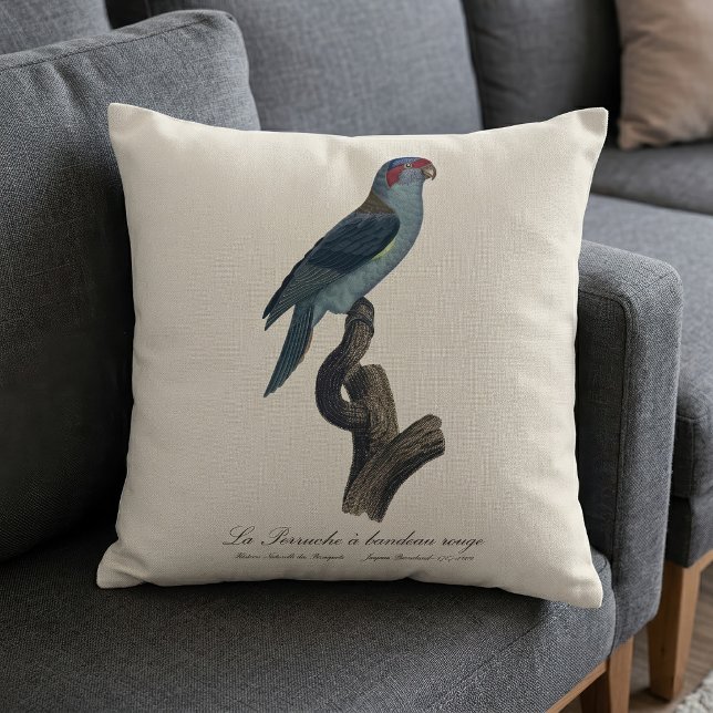 Coussin Loriquet à tête bleue, Trichoglossus concinnus (Musk Lorikeet, Trichoglossus Concinnus. Throw Pillow)