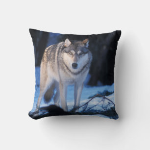 Coussin loup gris, Canis lupus, dans les contreforts