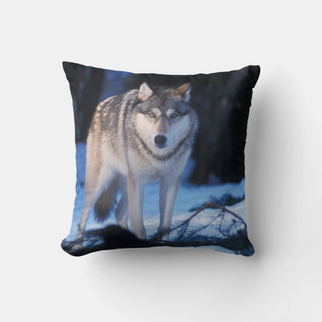 Coussin loup gris, Canis lupus, dans les contreforts (Recto)