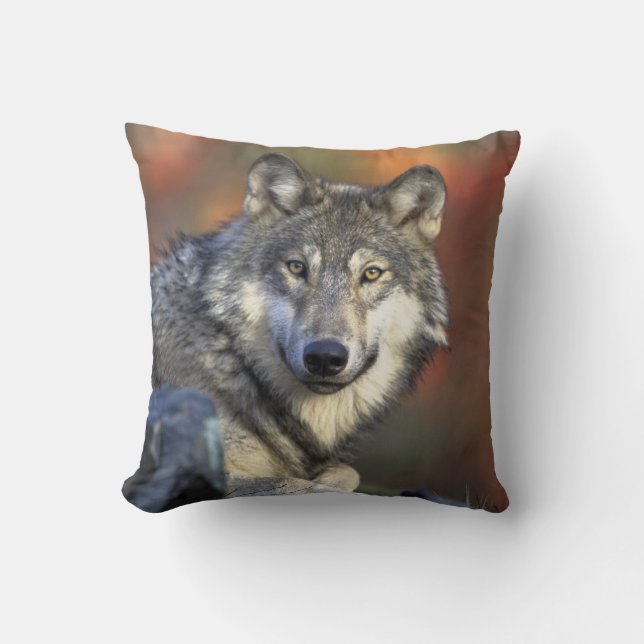 Coussin loup sauvage (Recto)