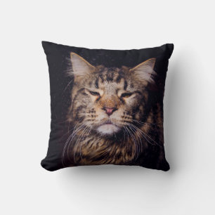 Coussin maine coon sur un arrière - plan noir
