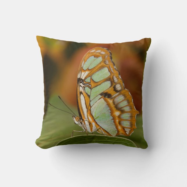 Coussin Malachite sur une feuille (Recto)