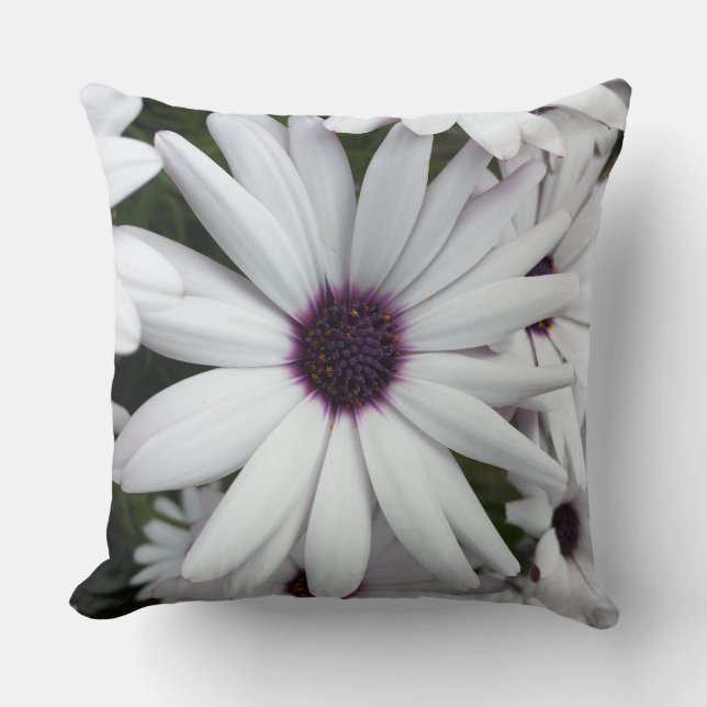 Coussin Marguerite blanche en gros plan (Recto)