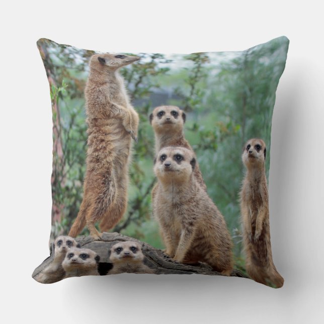 Coussin Meerkat_003 (Recto)