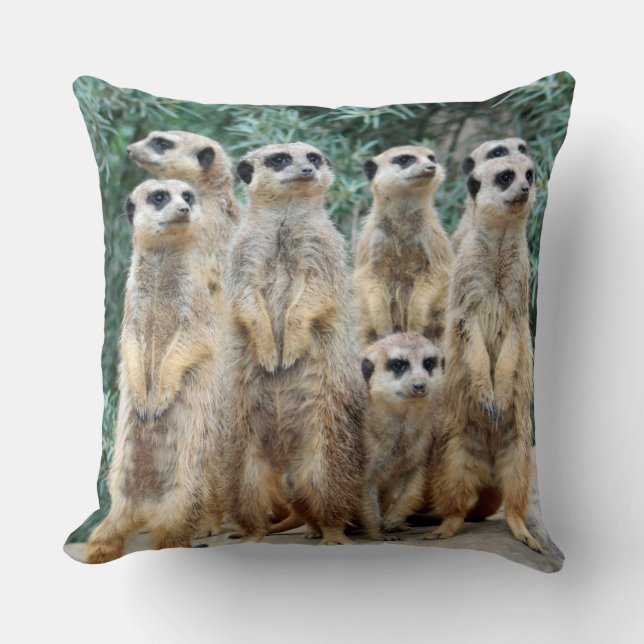 Coussin Meerkat 006 (Recto)