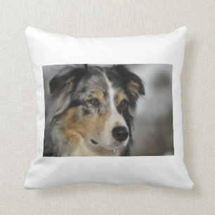 Coussin merle australien-berger-bleu 2.png