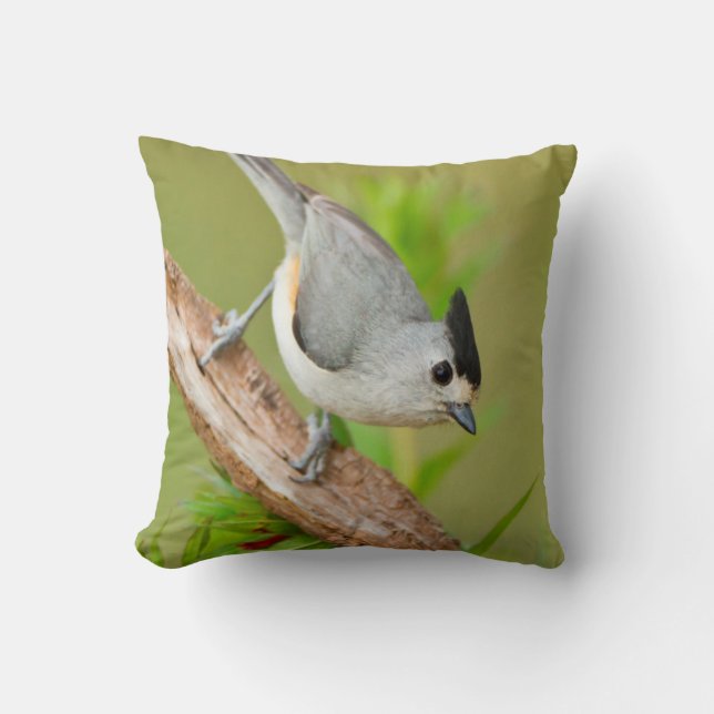 Coussin Mésange à crête noire (Recto)