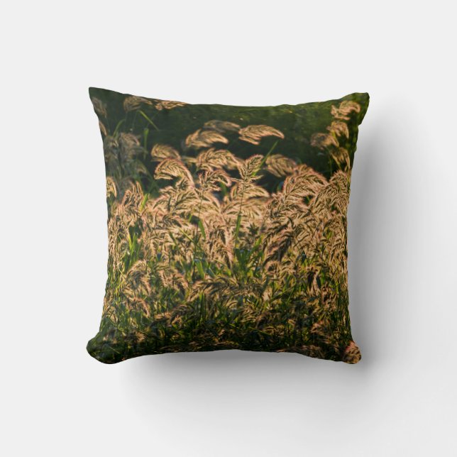Coussin Millet sauvage (Panicum Sp.) poussant dans une zon (Recto)