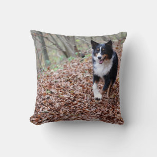 Coussin Miniature American Shepherd Noir Triathlon en cour