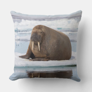 Coussin Morse se reposant sur la glace, Norvège