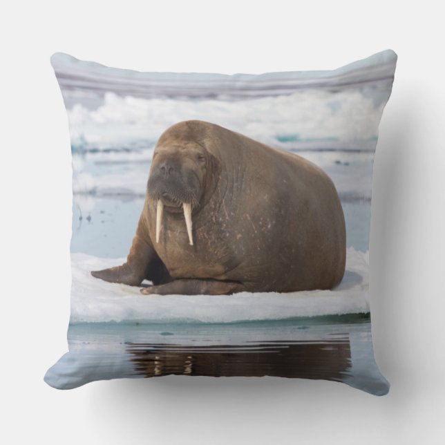 Coussin Morse se reposant sur la glace, Norvège (Recto)