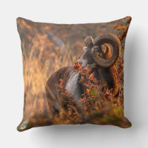 Mouflon d'automne dans une lumière dorée