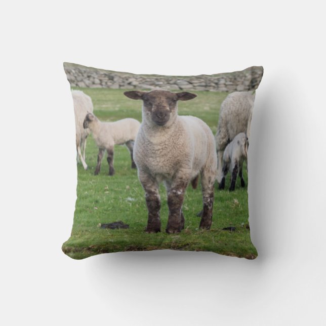 Coussin Mouton des Shetland (Recto)