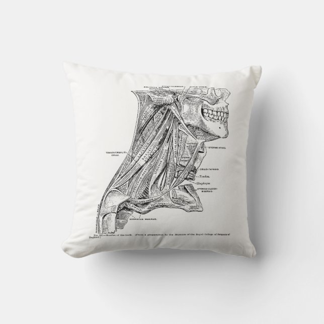 Coussin Muscles vintages humains d'anatomie du cou (Recto)