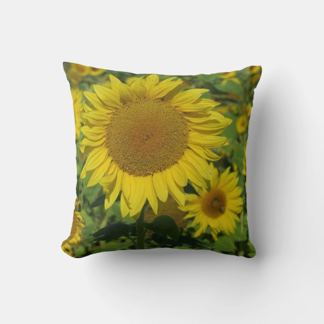 Coussin nature, fleur, été, tournesol, fleur, fleur, flora (Recto)