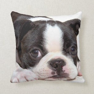 Coussin noir et blanc de chiot de Boston Terrier