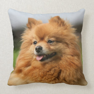 Coussin Observation de Pomeranian
