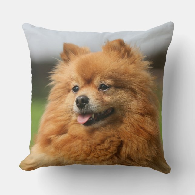 Coussin Observation de Pomeranian (Recto)