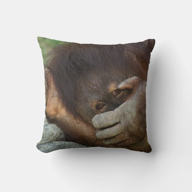 Coussin Orang-outan de Sumatra, Pongo pygmaeus (Recto)