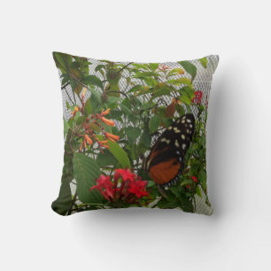 COUSSIN ORANGE BUTTERFLY