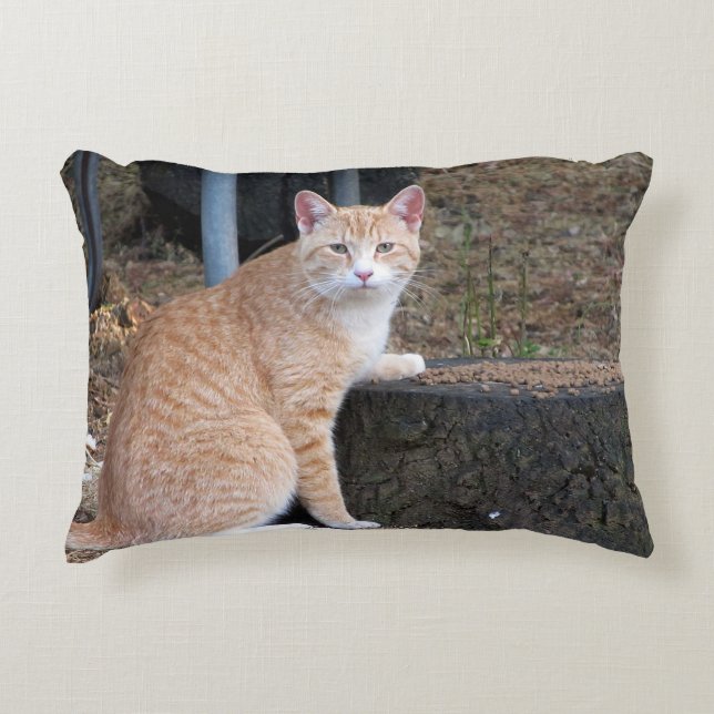 Coussin orange de chat tigré (Devant)