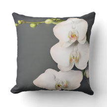 Orchidaceae (orchidées blanches)