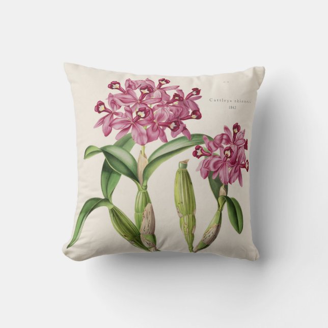 Coussin Orchidée de skinneri de Cattleya 1842 botanique (Recto)