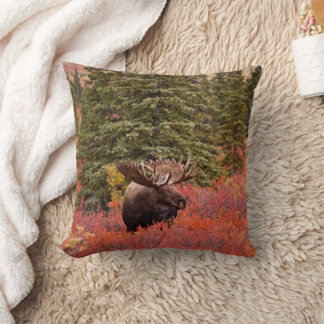 Coussin Orignal debout dans un bouleau nain rouge (Couverture)