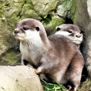 COUSSIN OTTERS