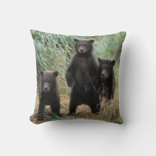 Coussin ours brun, Ursus arctos, grizzly, Ursus 7 2