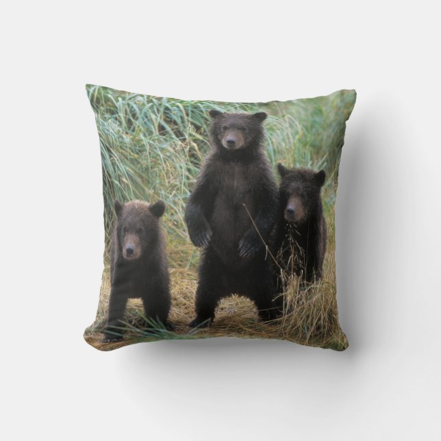 Coussin ours brun, Ursus arctos, grizzly, Ursus 7 2 (Recto)