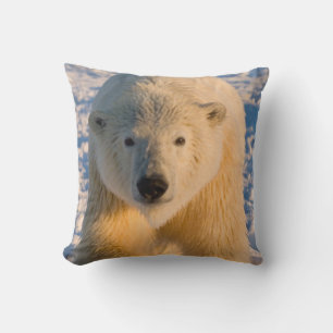 Coussin ours polaire, Ursus maritimus, ours polaire sur gl