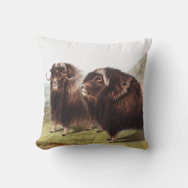 Coussin Ox musqué (Ovibos moschatus) (Recto)