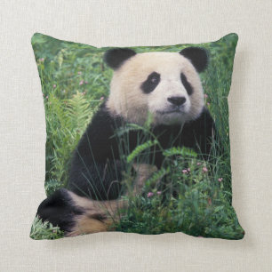 Coussin Panda géant dans l'herbe, vallée de Wolong, Sichua