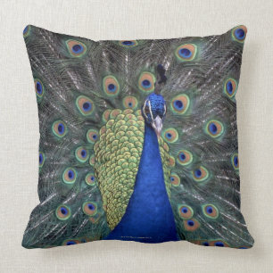 Coussin Paon