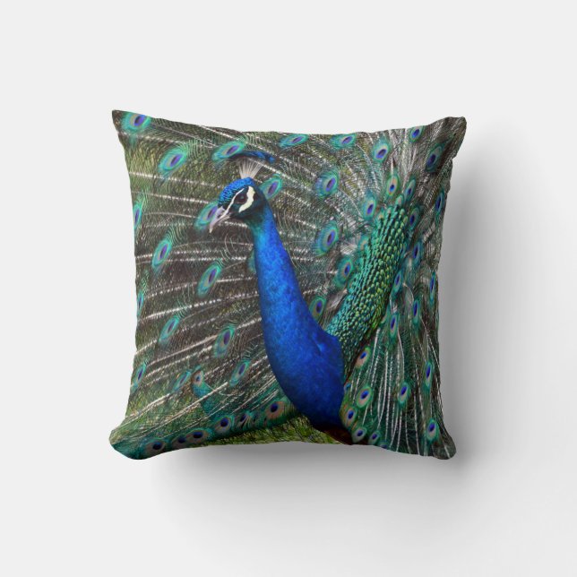 Coussin Paon masculin coloré (Recto)