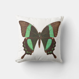 Coussin Papillon à queue blanche