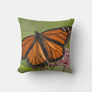 Coussin Papillon monarque mâle sur Asclépiade incarnate