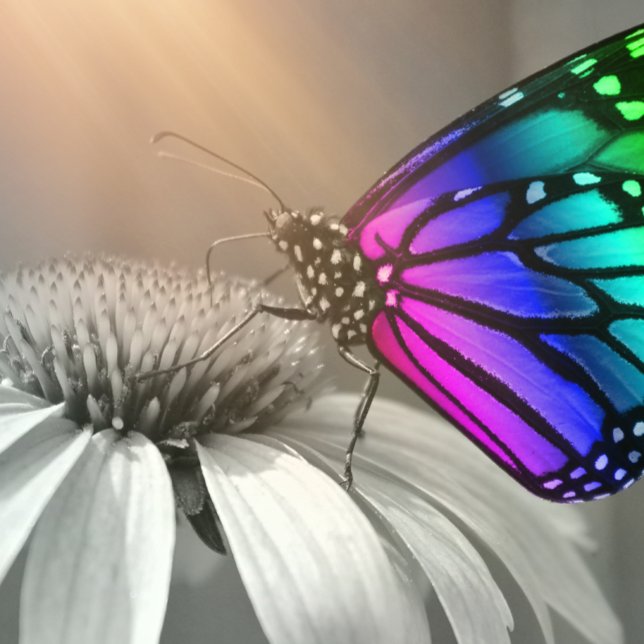 Coussin Papillon, Papillon et Fleur, Papillon couleur (Créateur téléchargé)