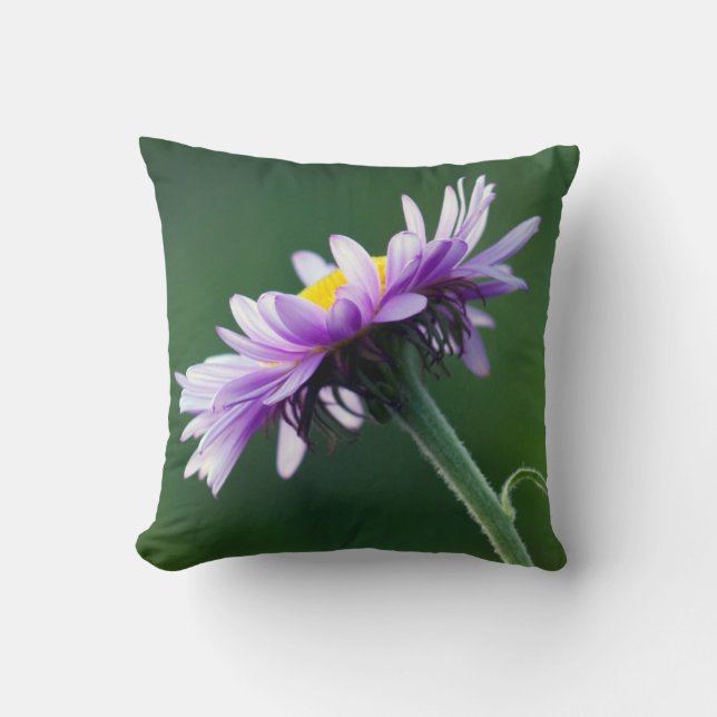 Coussin Pâquerette alpine (Recto)