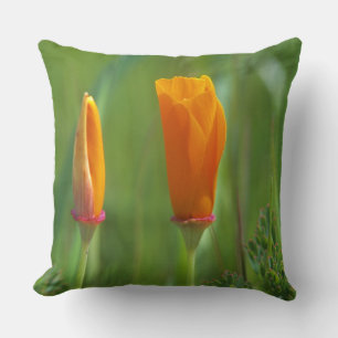 Coussin pavots dorés de Californie dans un champ vert