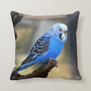 Coussin Perruche bleue de perroquet de perruche